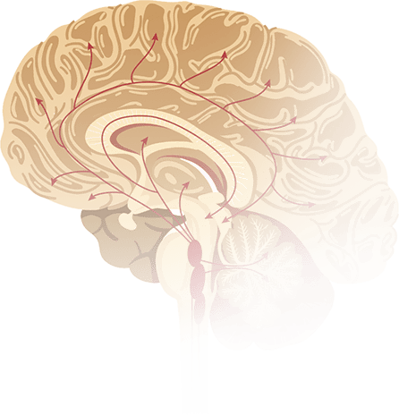 brain_image_bg_3